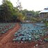desia eco tourism camp