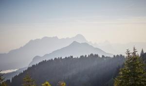 der gollinger