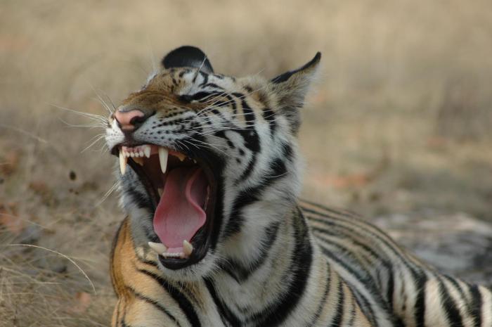 kanha