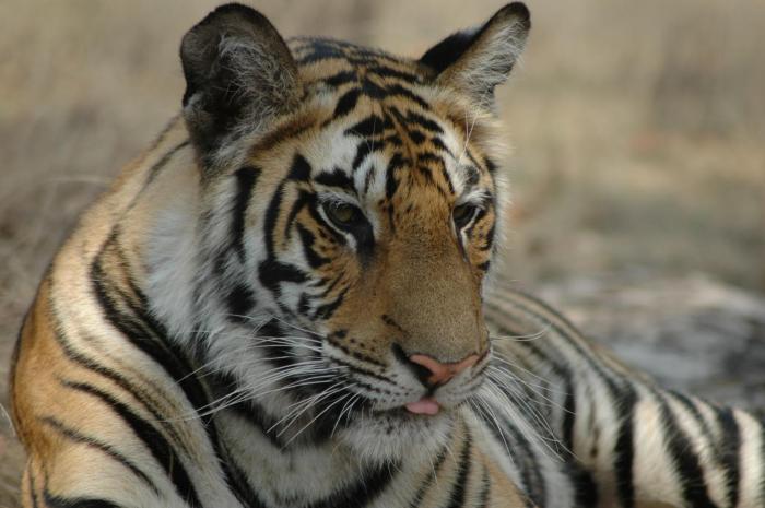 kanha