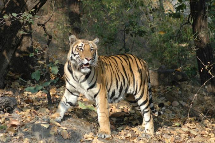 kanha