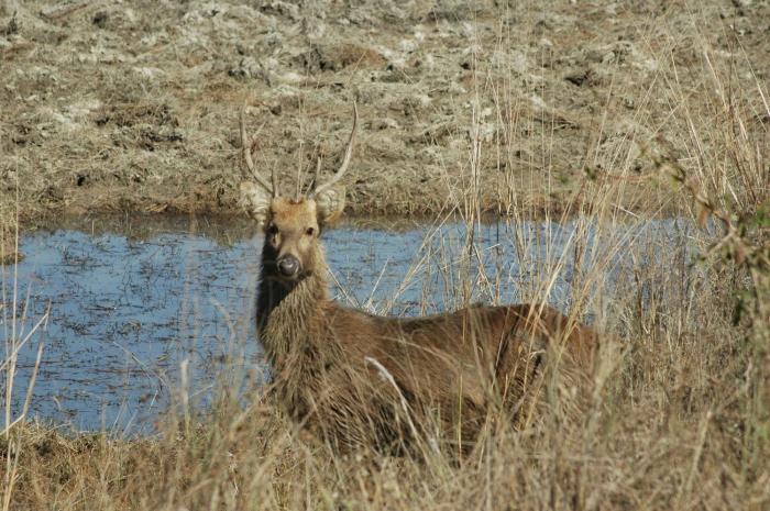 kanha