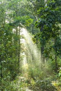 kanha
