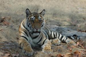 kanha