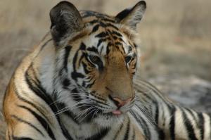 kanha