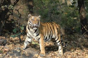 kanha
