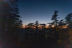 seclude shimla taraview