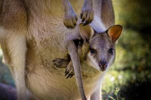 Bamurru Plains,Jabiru>>Darwin,5 star