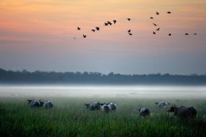 Bamurru Plains,Jabiru>>Darwin,5 star