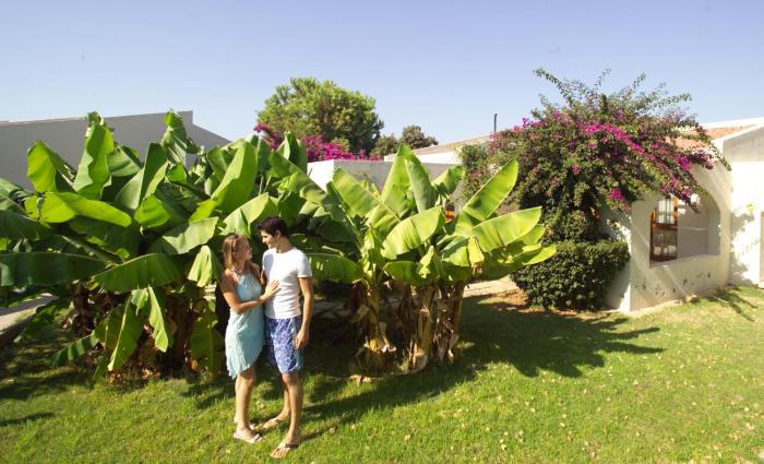 the olive tree hotel