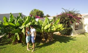 the olive tree hotel