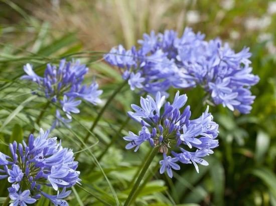 le village cancalais