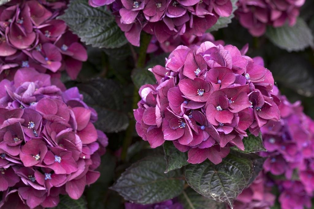 le village cancalais