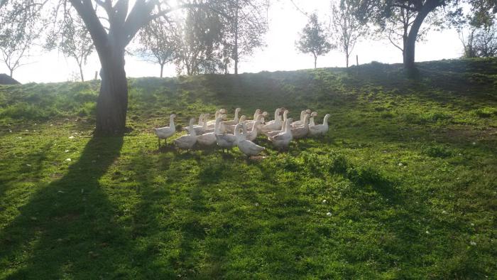 krumpendorf am woerther see