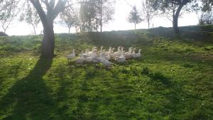 krumpendorf am woerther see