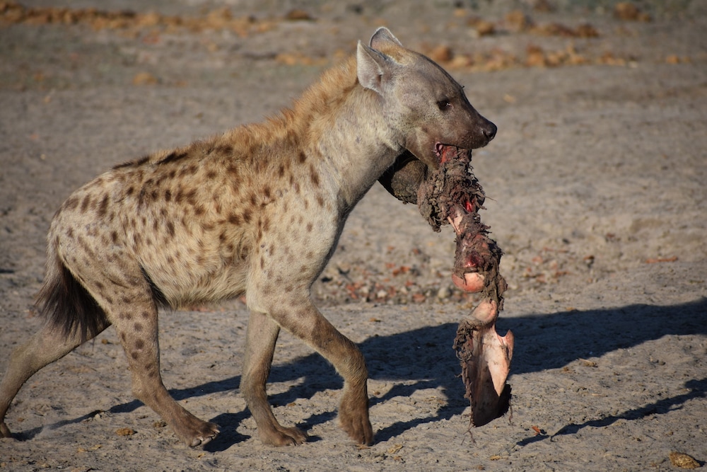 chobe national park