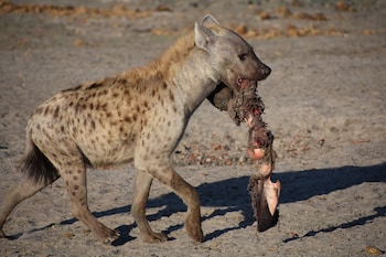 chobe national park