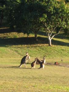 glass house mountains