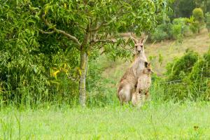 glass house mountains