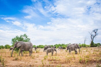Chobe Safari Lodge,Impalila Island>>Chobe,4 star