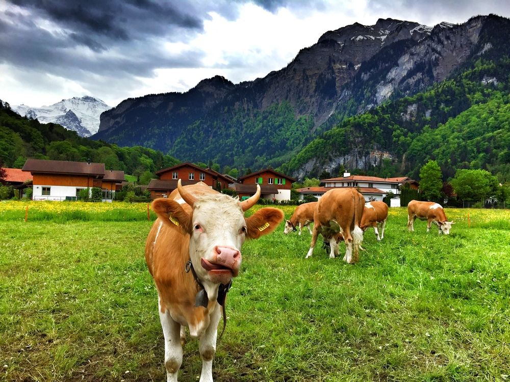 wilderswil