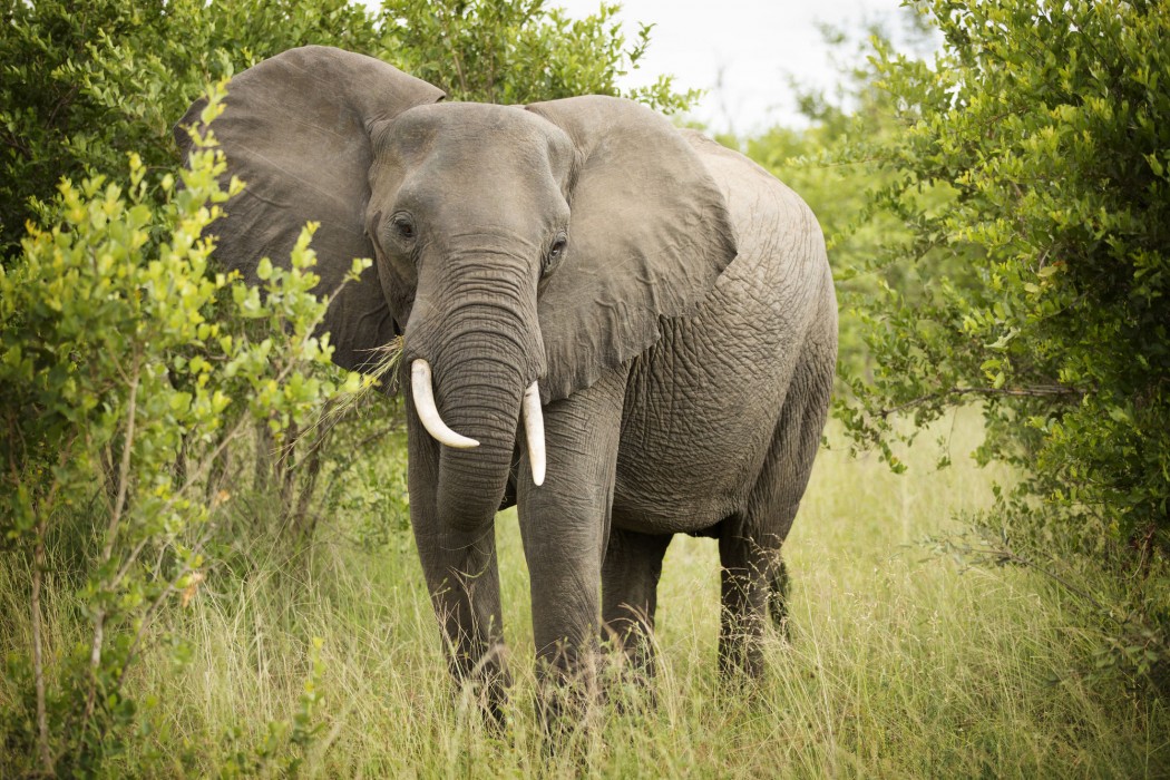 nkomazi