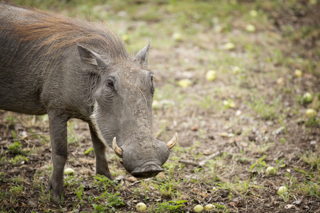 nkomazi