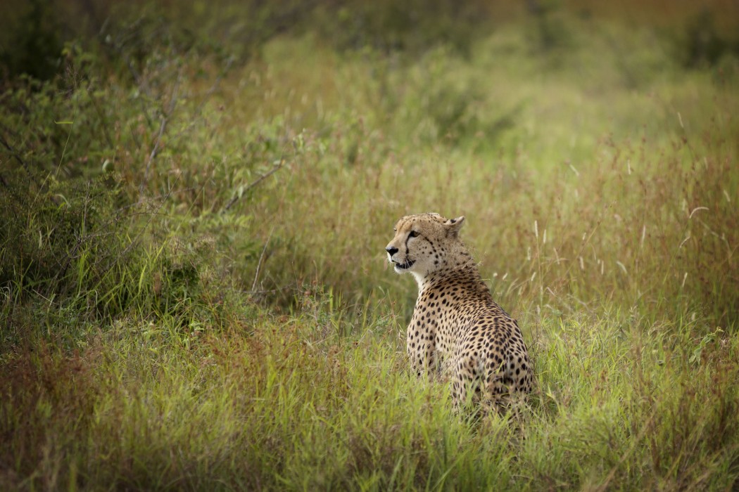nkomazi