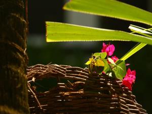 pousada dos coqueiros