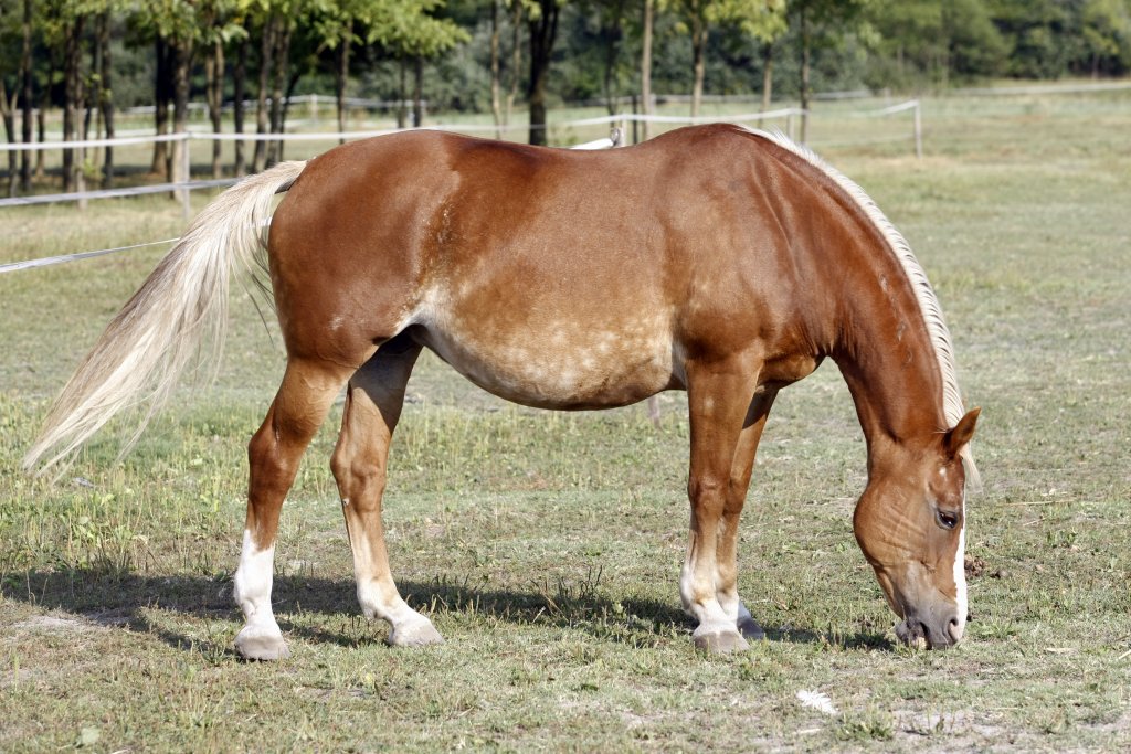 nyerges hotel thermal