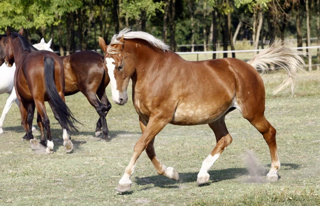 nyerges hotel thermal