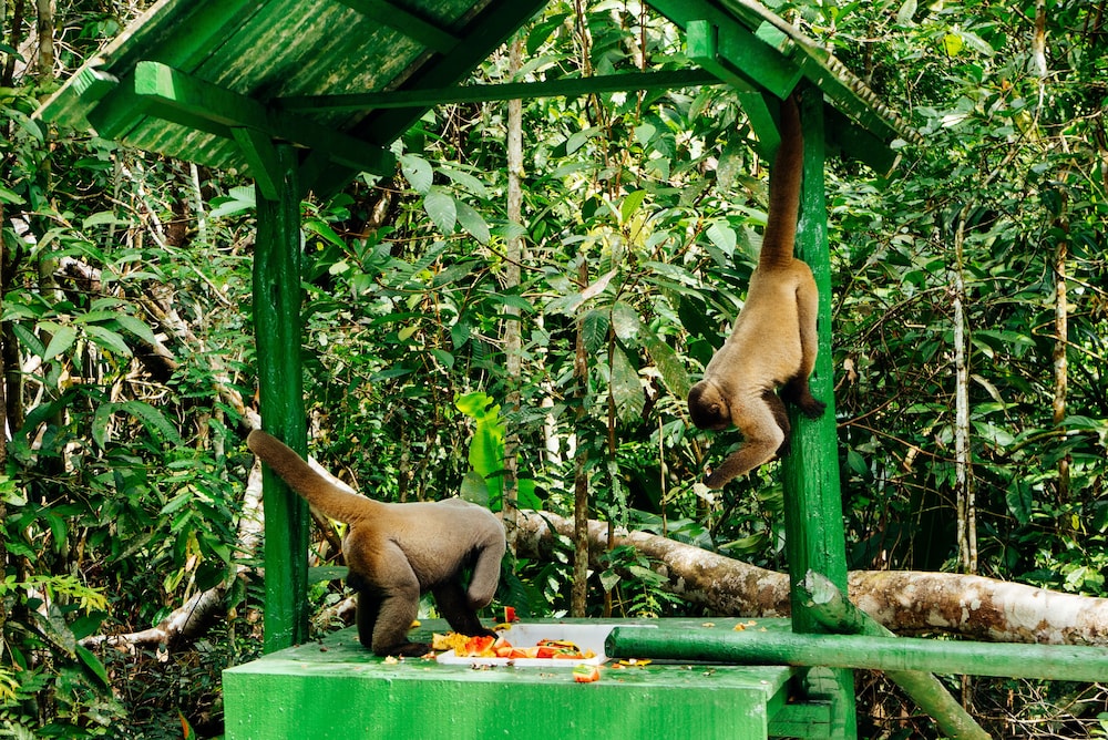 amazon ecopark jungle lodge