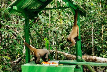 amazon ecopark jungle lodge