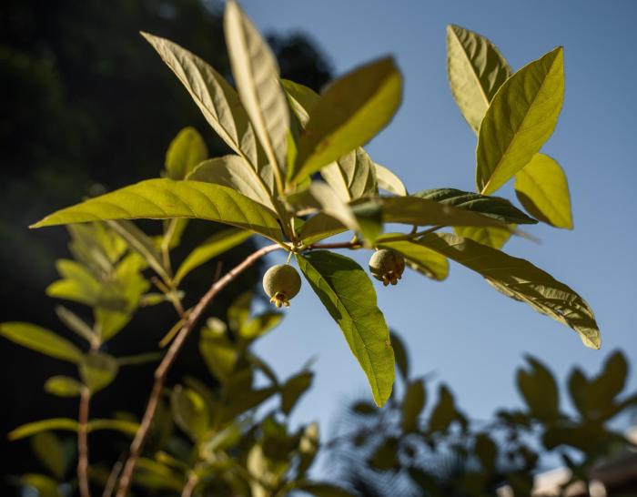 pousada galeria artes