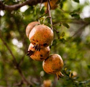 pousada galeria artes