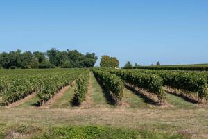 lilot vignes