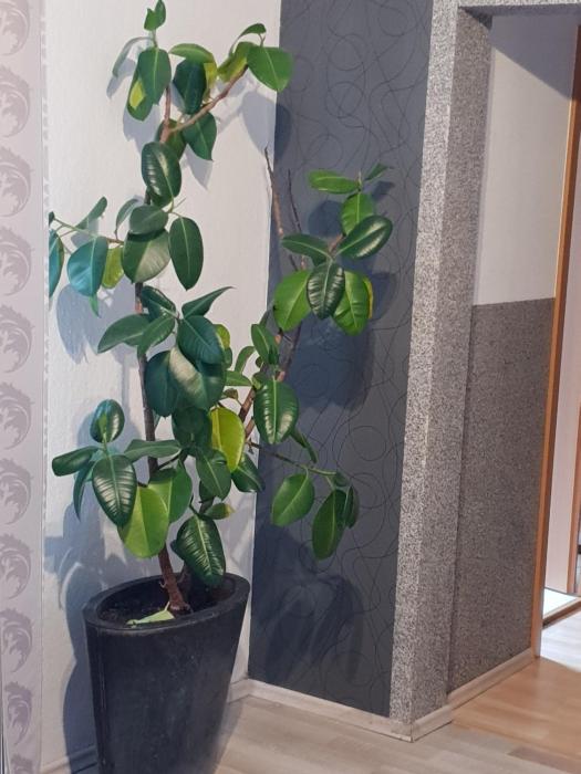 waldhotel und restaurants lemberg