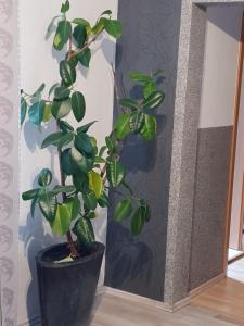 waldhotel und restaurants lemberg