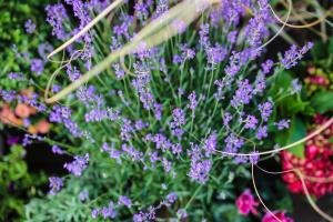 hotel und restaurant fackelgarten