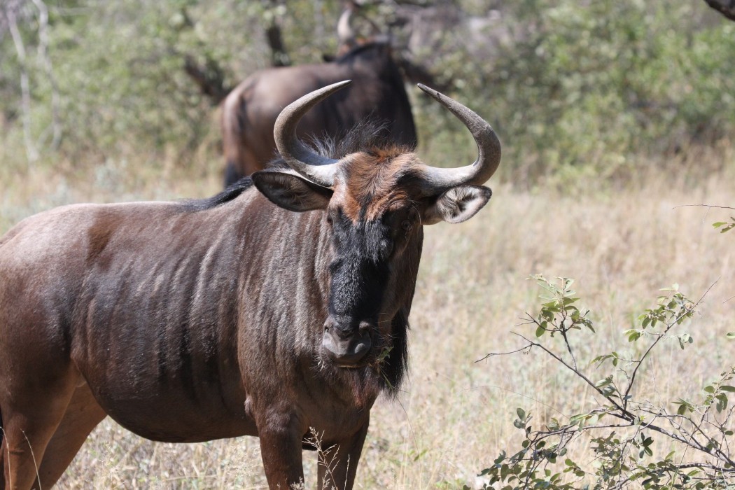 Tshukudu Game Lodge,Mica>>Hoedspruit,4 star