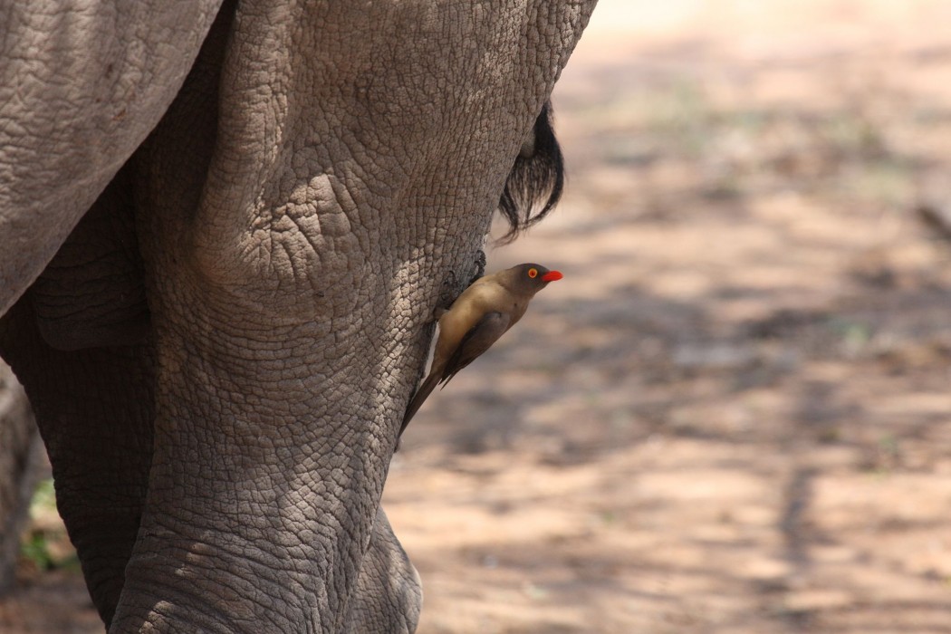 Tshukudu Game Lodge,Mica>>Hoedspruit,4 star
