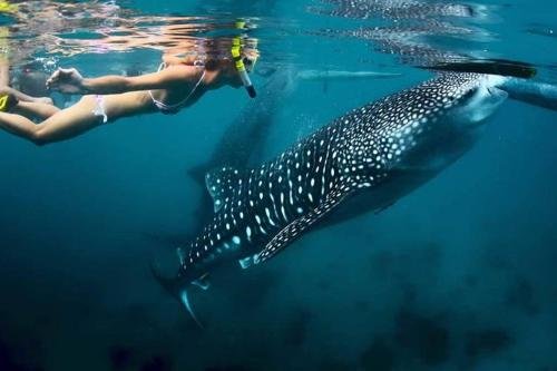 Mafia Island Lodge,Mafia Island>>Kilindoni,3 star