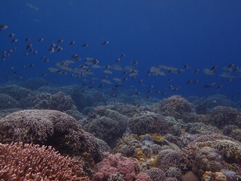 wellbeach dive resort