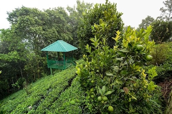 camellia and elettaria