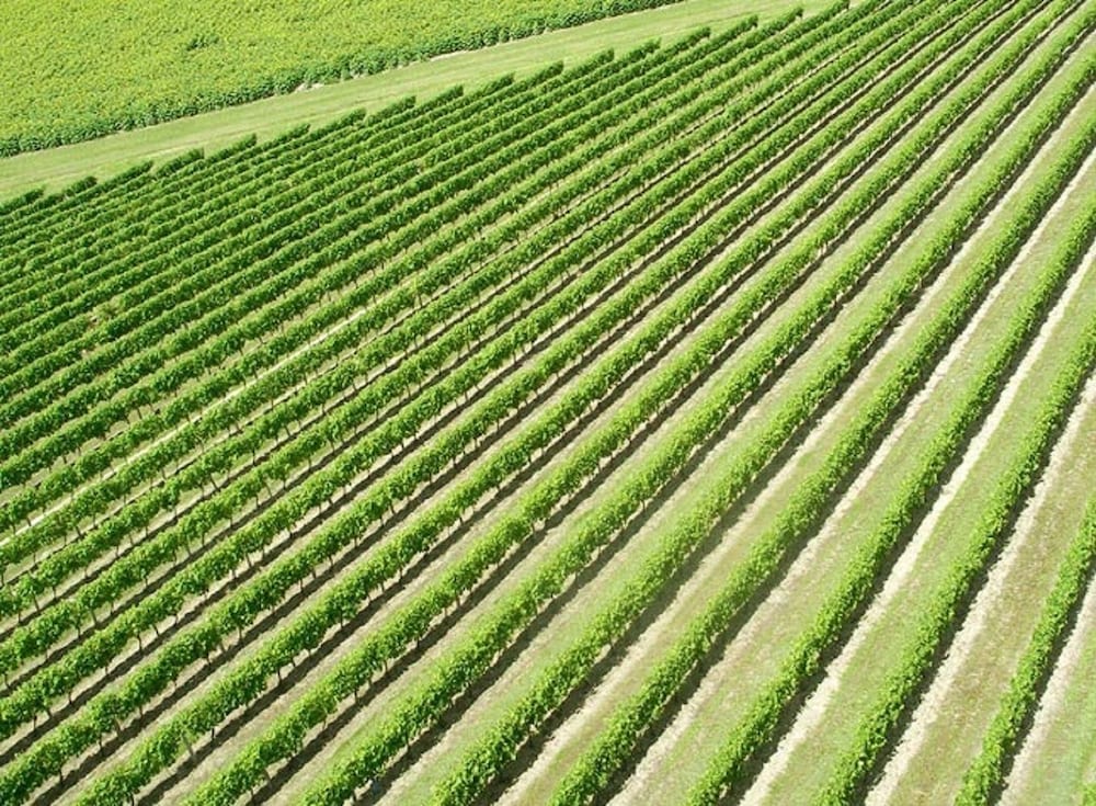 domaine du grand tourtre