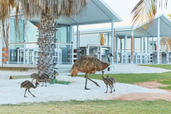 rac monkey mia dolphin resort