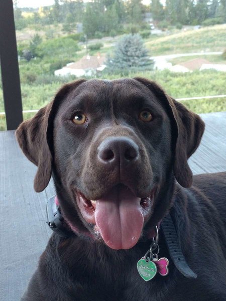 hotel kelowna and conference centre