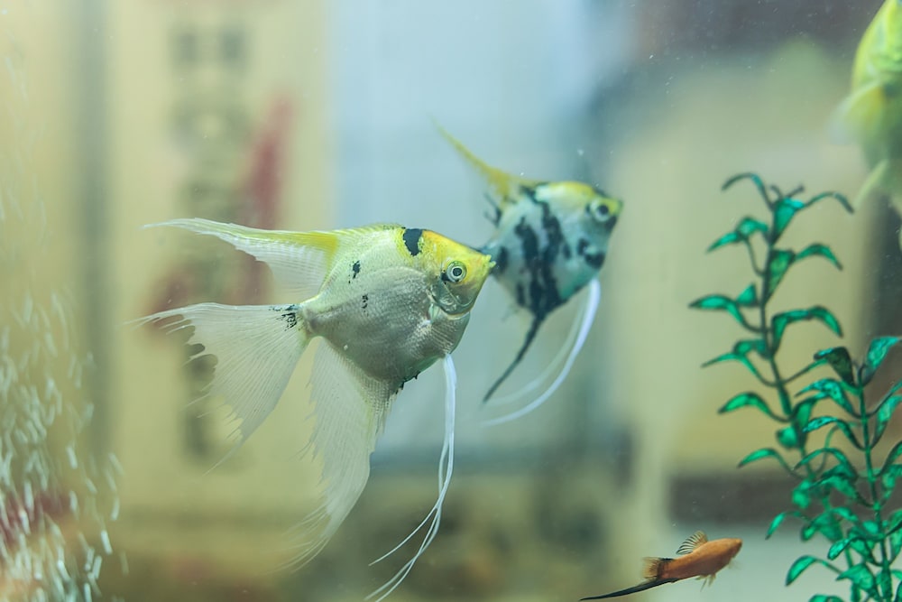 urban hostel and apartments