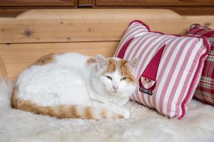 sankt johann im pongau