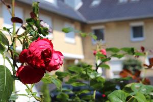 ostseeresidenz cammann